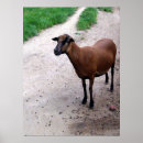 Recherche de chevre posters Herbe