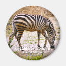 Recherche de zèbres magnets Animal