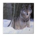 Recherche de loup carreaux Forêt