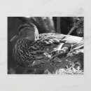 Recherche de canard noir cartes postales Mallalard
