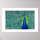 Recherche de peacock posters Nature