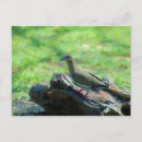 Recherche de tourterelles cartes postales Colombe