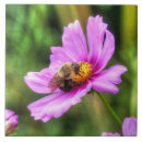 Suche nach hummel fliesen Natur