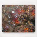 Recherche de enorme tapis souris Faune