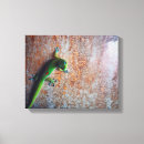 Suche nach gecko leinwandbilder Hawaii