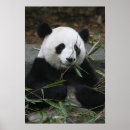 Recherche de panda géant posters Animal