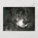 Recherche de chow cartes postales Race
