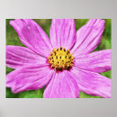 Recherche de cosmo photographie Rose
