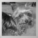 Suche nach hundeplakat poster Terrier