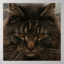 Recherche de grumpy cat Chats