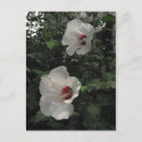 Recherche de paire cartes postales Fleurs