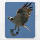 Recherche de rapaces tapis souris Chasse