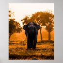 Suche nach elefante poster Sonnenuntergang