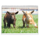 Recherche de poule calendriers Ferme
