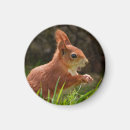 Suche nach rotes eichhörnchen magnete Tierwelt