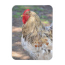 Suche nach brahma huhn wohnen zuhause Henne