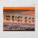 Suche nach reserven postkarten Flamingo