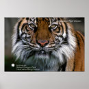 Suche nach zoo tier poster Wild