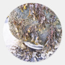 Recherche de algues autocollants Littoral