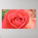 Suche nach tropicana poster Rose