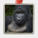 Suche nach gorilla ornamente Afrika