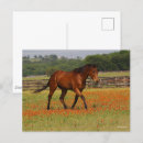 Recherche de cheval de baie posters Pur