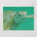 Suche nach schildkröten postkarten Wasser