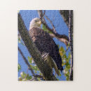 Suche nach weißkopfseeadler puzzle Vogelbeobachtung