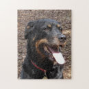 Suche nach rottweiler puzzle Rottie