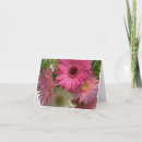 Suche nach gerberagänseblümchen Rosa