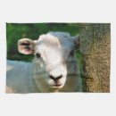 Suche nach lämmer geschirr tücher Nutztiere