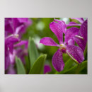 Suche nach sanskrit poster Lila