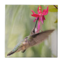 Suche nach fuchsie fliesen Kolibri