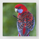 Suche nach rosella poster Fotografie