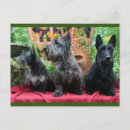 Recherche de humour chien cartes postales Mignon