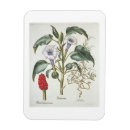 Suche nach die dorne magnete Blume