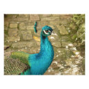 Suche nach peacock kunst Foto