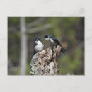 Recherche de hurlement cartes postales Hurler