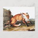Suche nach fuchs illustration postkarten Tierwelt