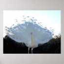 Suche nach albino poster Vogel