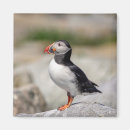 Recherche de atlantique magnets Oiseau