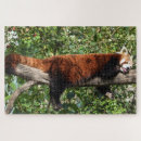 Suche nach roter panda puzzle Natur