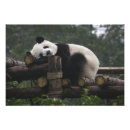 Recherche de panda photographie Chine