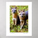 Suche nach füchse poster Grauer fuchs