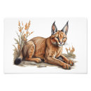 Recherche de caracal posters Faune