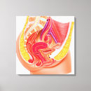 Suche nach weibliche anatomie leinwandbilder Menschliche fruchtbarkeit
