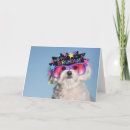 Recherche de chien maltais vœux cartes Chiot