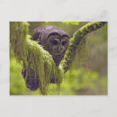 Recherche de occidental cartes postales Faune