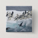 Recherche de petit oiseau badges Antarctique