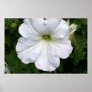 Recherche de pétunia photographie Floral